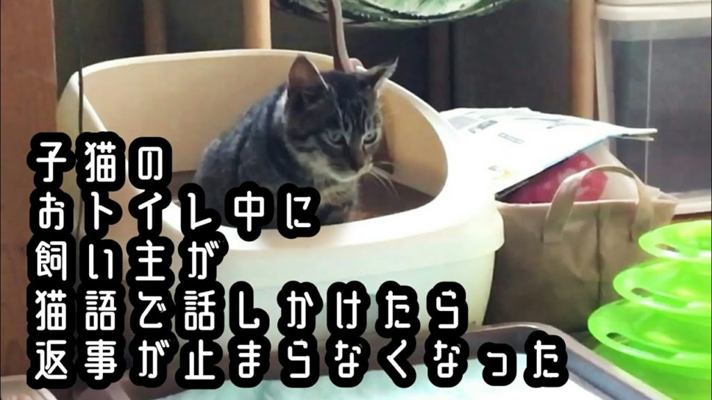 2019/12/26 おトイレしながら鳴く子猫がかわいすぎる かわいい猫ブログ